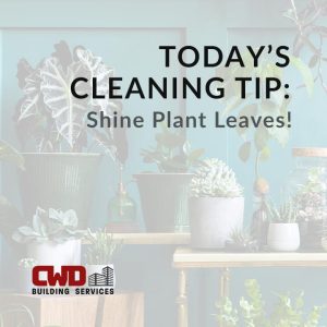 best-commercial-janitorial-cleaning-services-company-in-Dayton-shine-plant-leaves