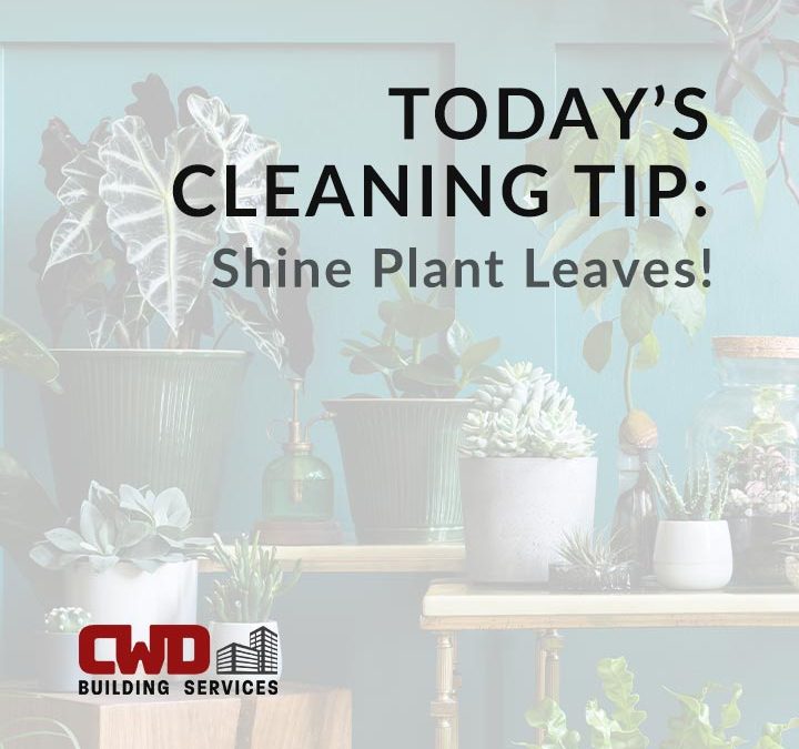 Your weekly cleaning tip from the best commercial janitorial cleaning services company in Dayton: Shine Plant Leaves